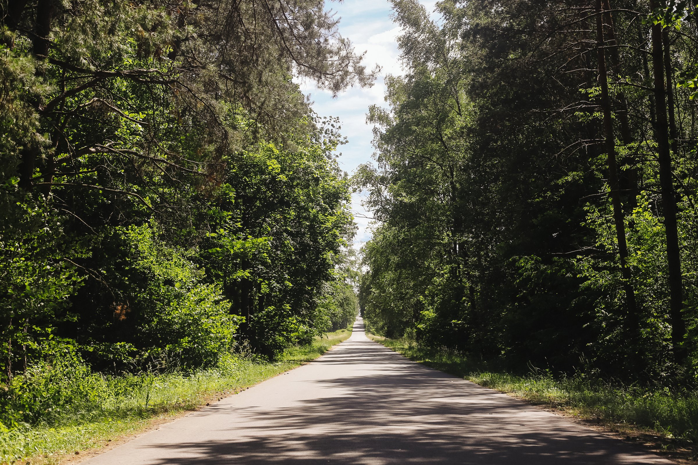 Long straight road between trees. Scenic summer woodland landscape.