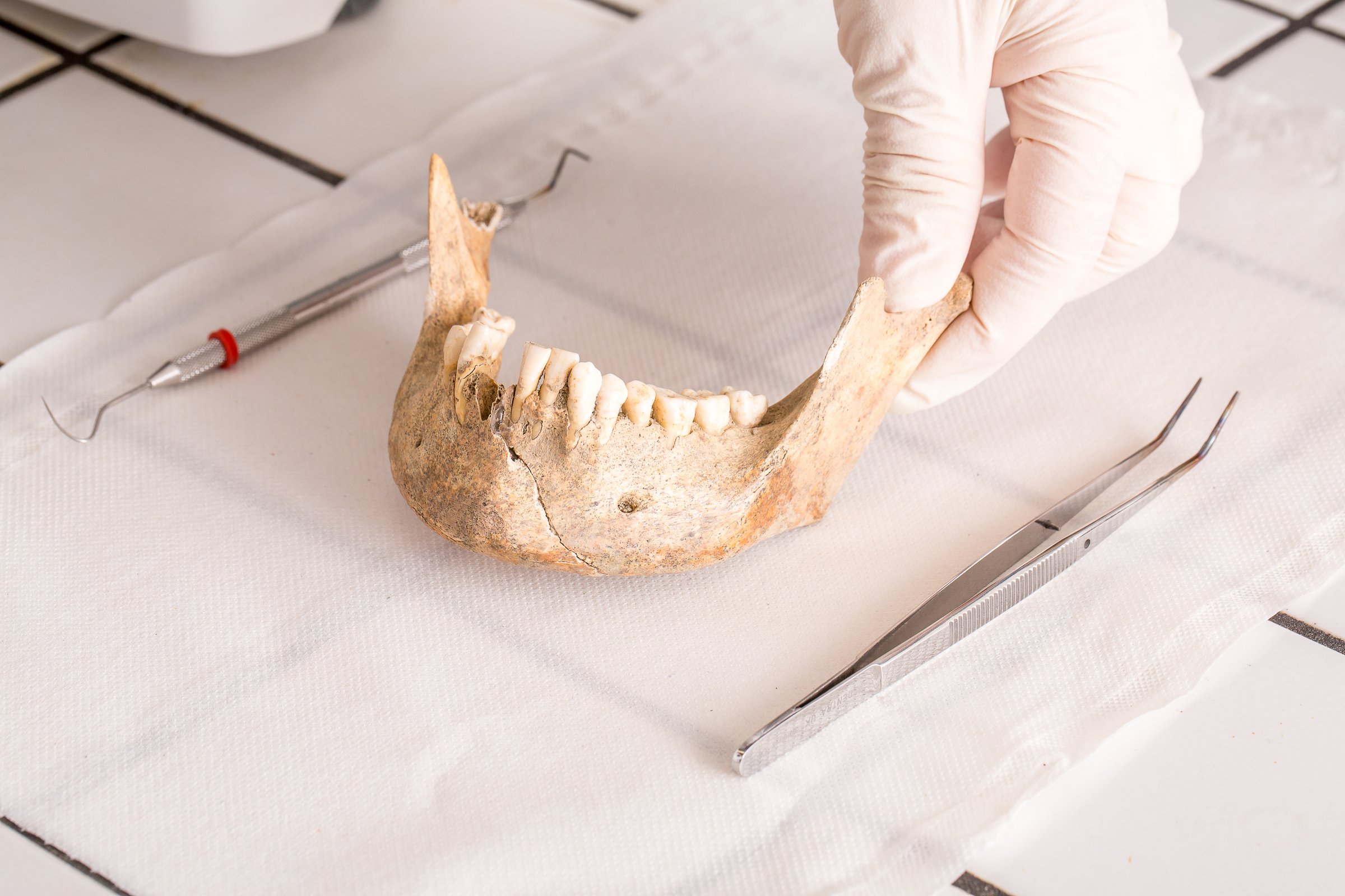 Gloved hand holding human jaw bone, with dental tools nearby, during scientific examination in laboratory setting