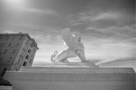 León Blanco y Negro