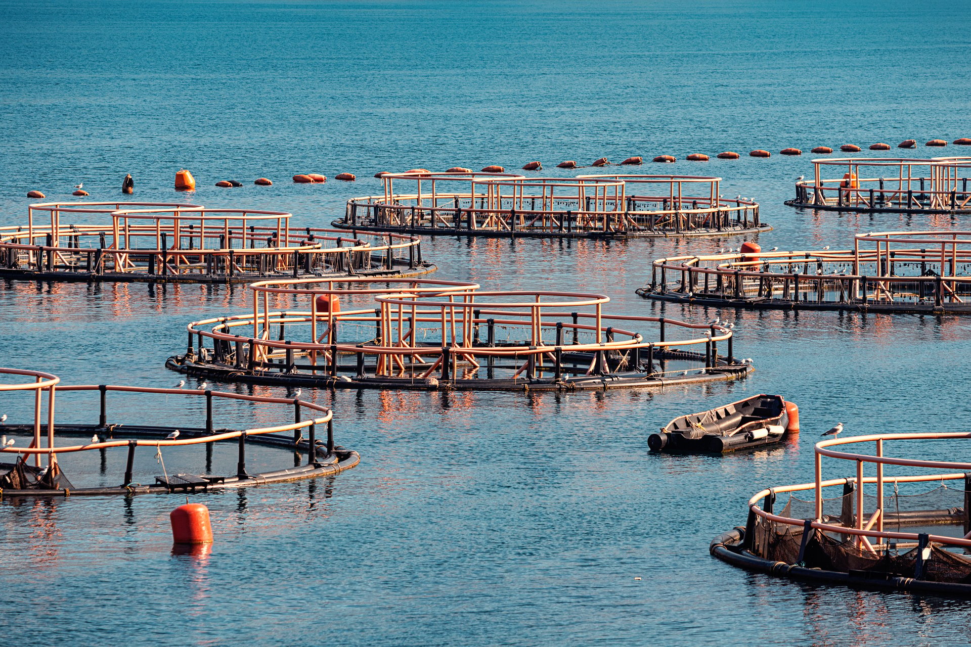 Round aquaculture cages for fish farming floating in calm ocean water