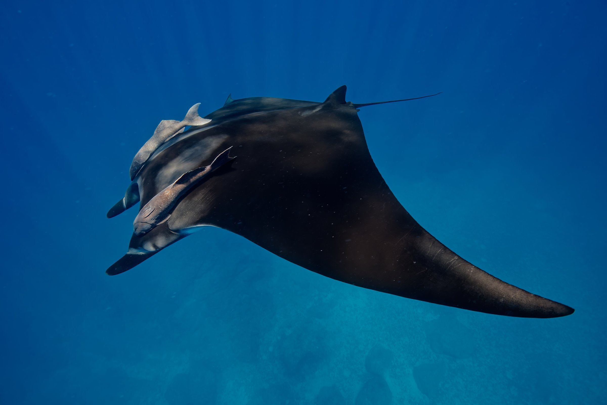 Giant manta ray (Mobula birostris) Sea of Cortez (Mexico)