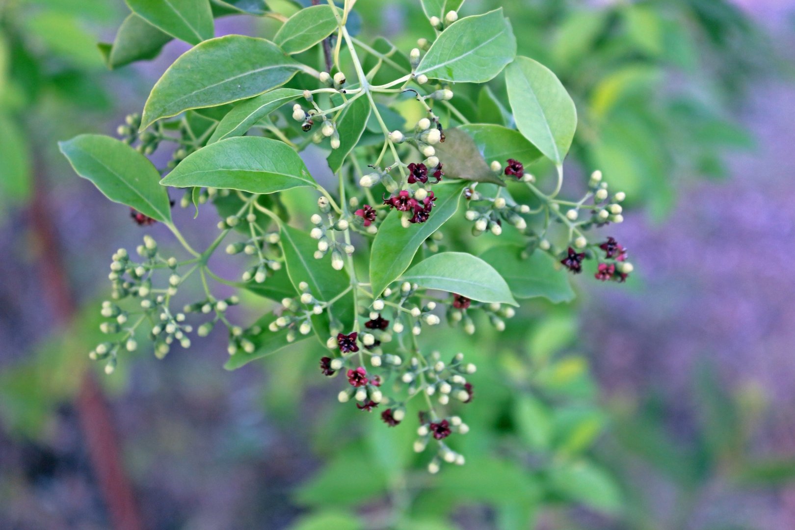Closeup view of Salvadora leaves and flowers, also known as tootbrush tree, a genus of flowering plants in the family Salvadoraceae.