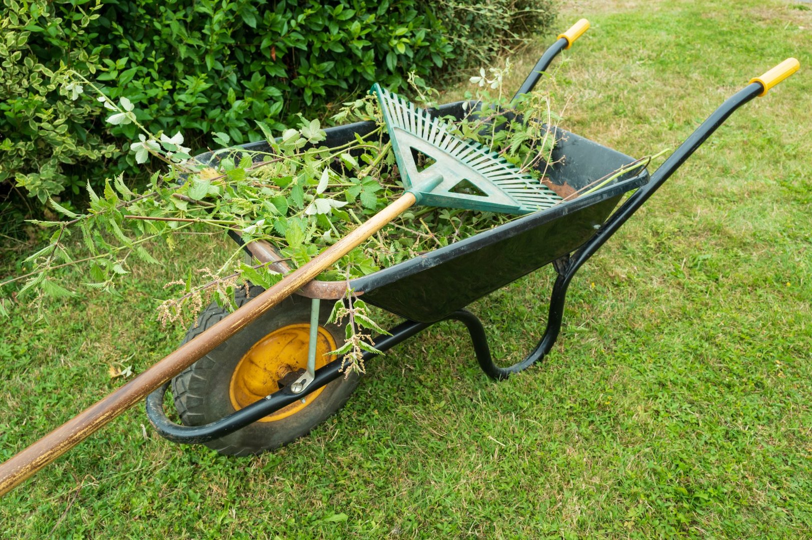 Large, metal wheelbarrow and garden take seen on a rural lawn in mid summer. A gardener is using it to trim a long garden hedge.