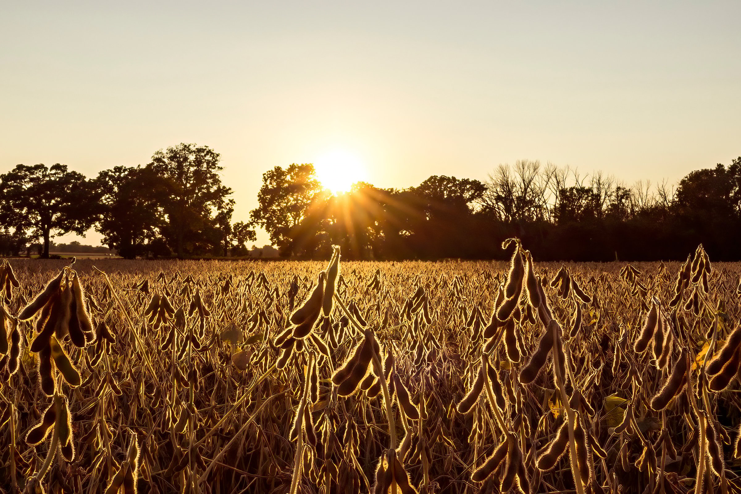 Field of ripe soybeans with pods close to the camera during sunset, showcasing the physiological maturity stage when plants are ready for harvest.
