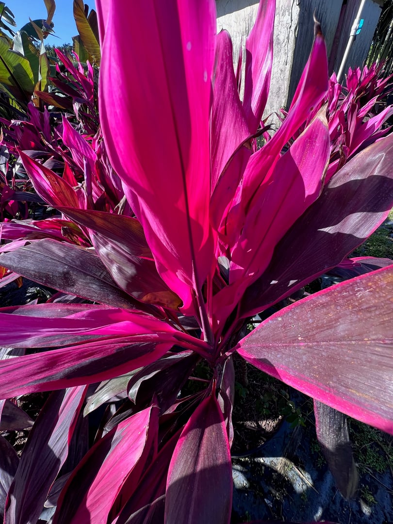 Expert palm tree consultation