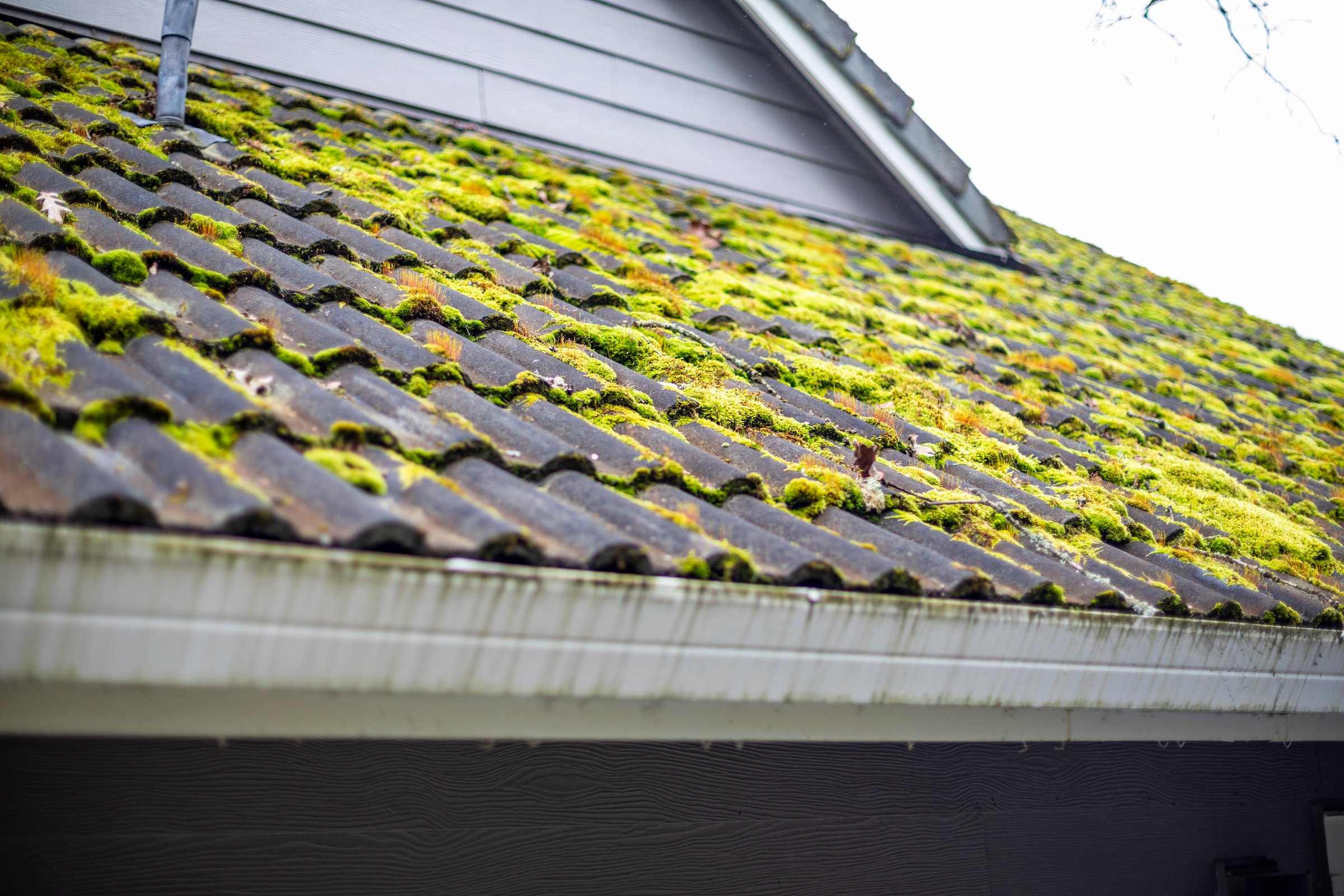 Green moss growing on a roof between the tiles