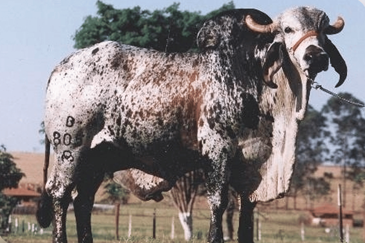 CA Everest - Toro Gyr lechero brasileiro histórico - semen para inseminación - 99% confiabilidad - Grupo 1 - mejoramiento genético