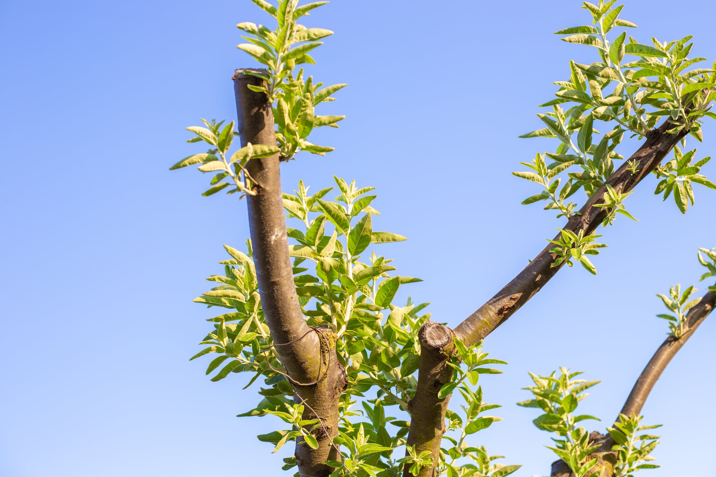 Structural pruning service