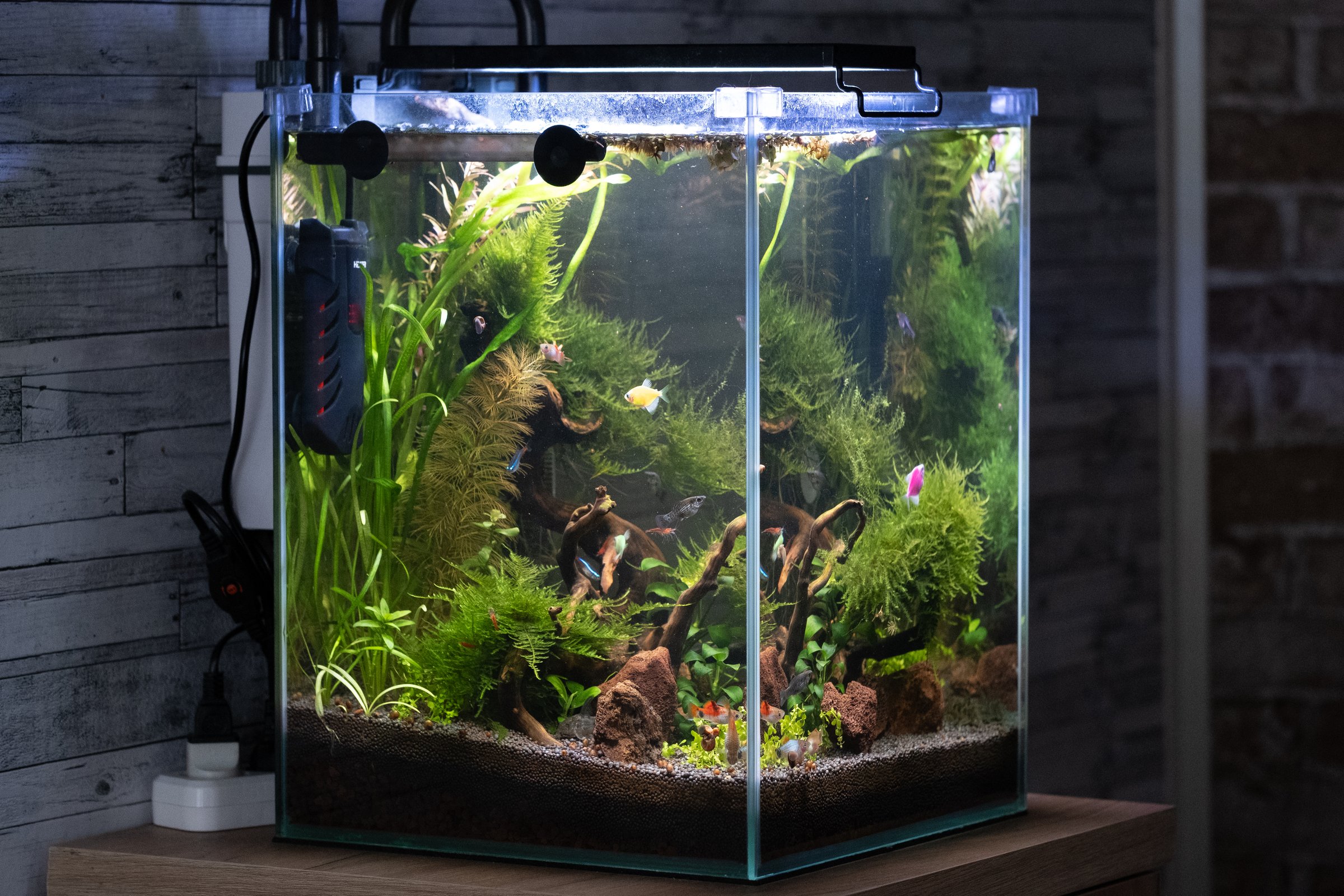 Aquarium with water plants and fish in glass tank
