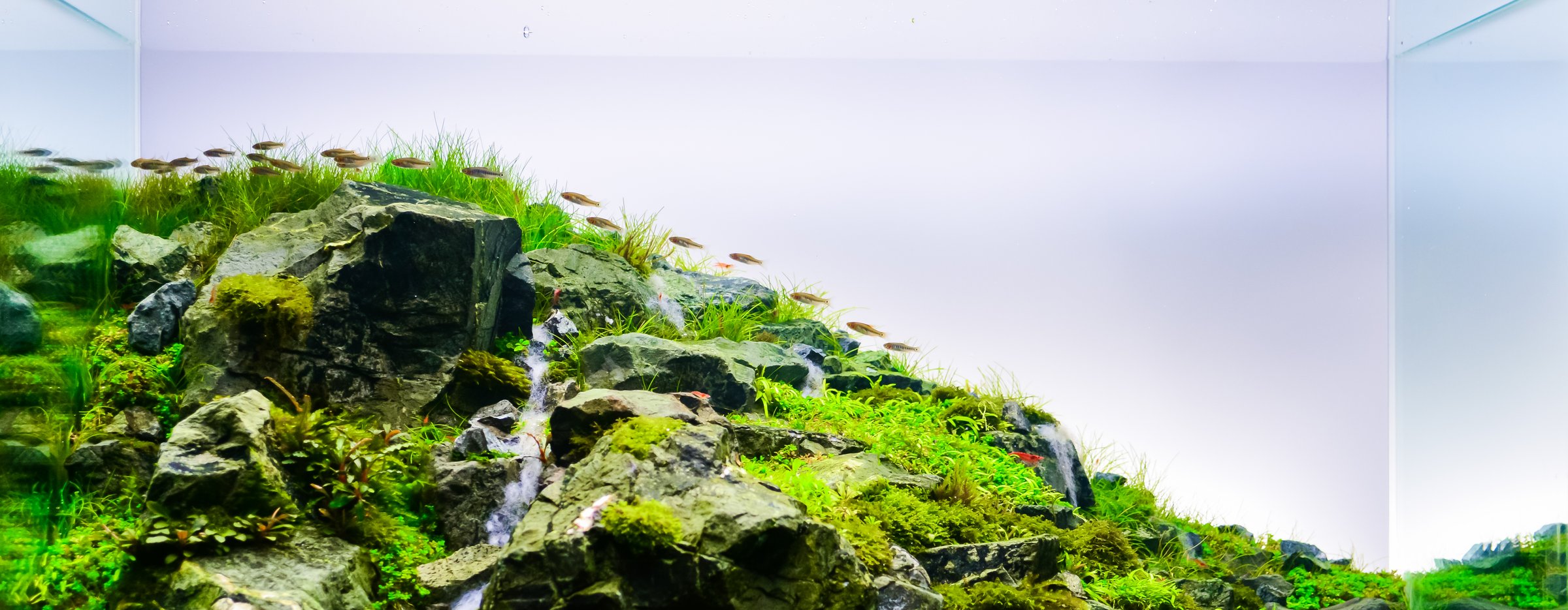close up image of rock mountain in nature style aquarium tank with a variety of aquatic plants inside