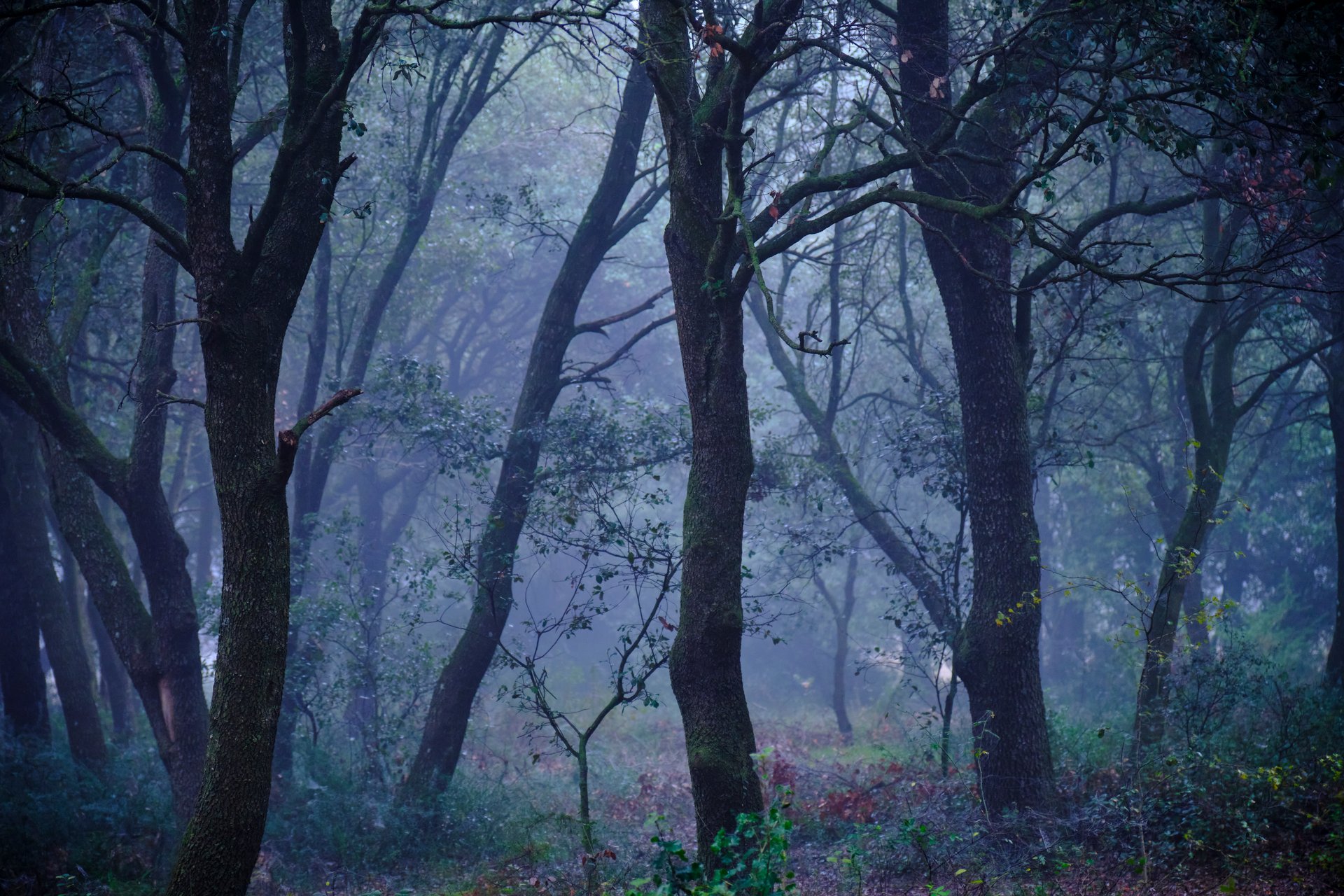 Dense fog creates a mystical atmosphere among the towering oaks in a tranquil forest setting.