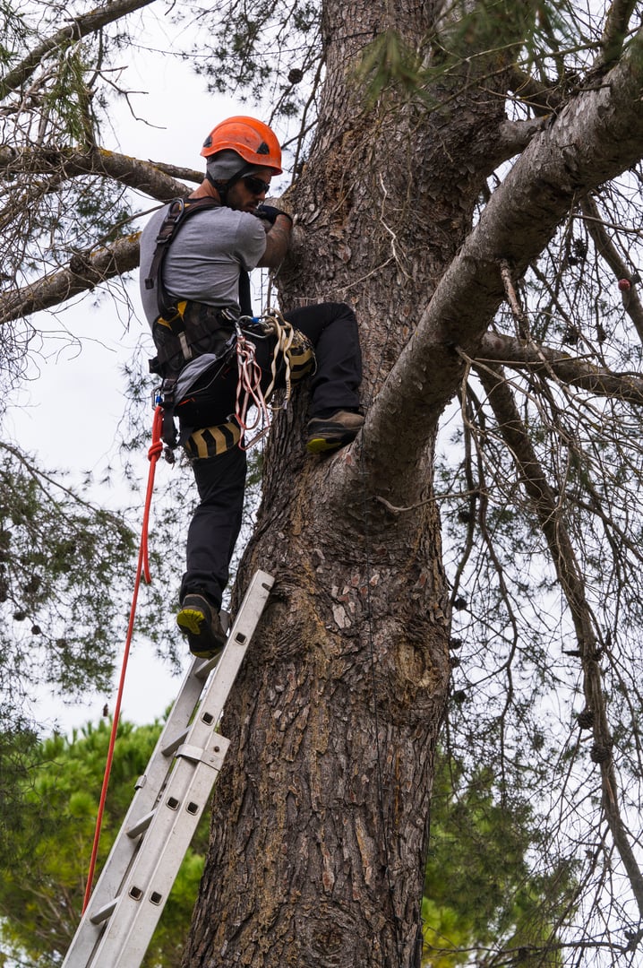 Tree surgeon climbing a large pine tree using a ladder, ropes and safety equipment