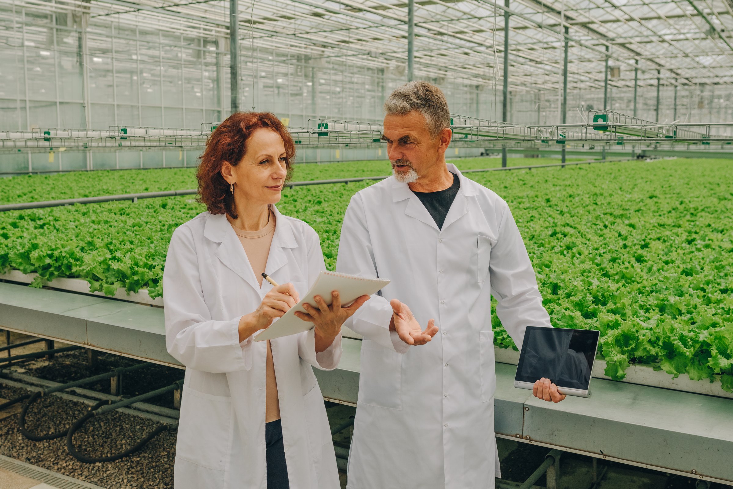 Growing vegetables and herbs in a modern greenhouse. Biologists, botanists, employees of a plant research center, in white coats, walk inside a greenhouse with lettuce and discuss the irrigation system of a hydroponic greens growing system to increase the yield of vegetables and plants in modern agricultural practices. Agriculture concept. High quality photo