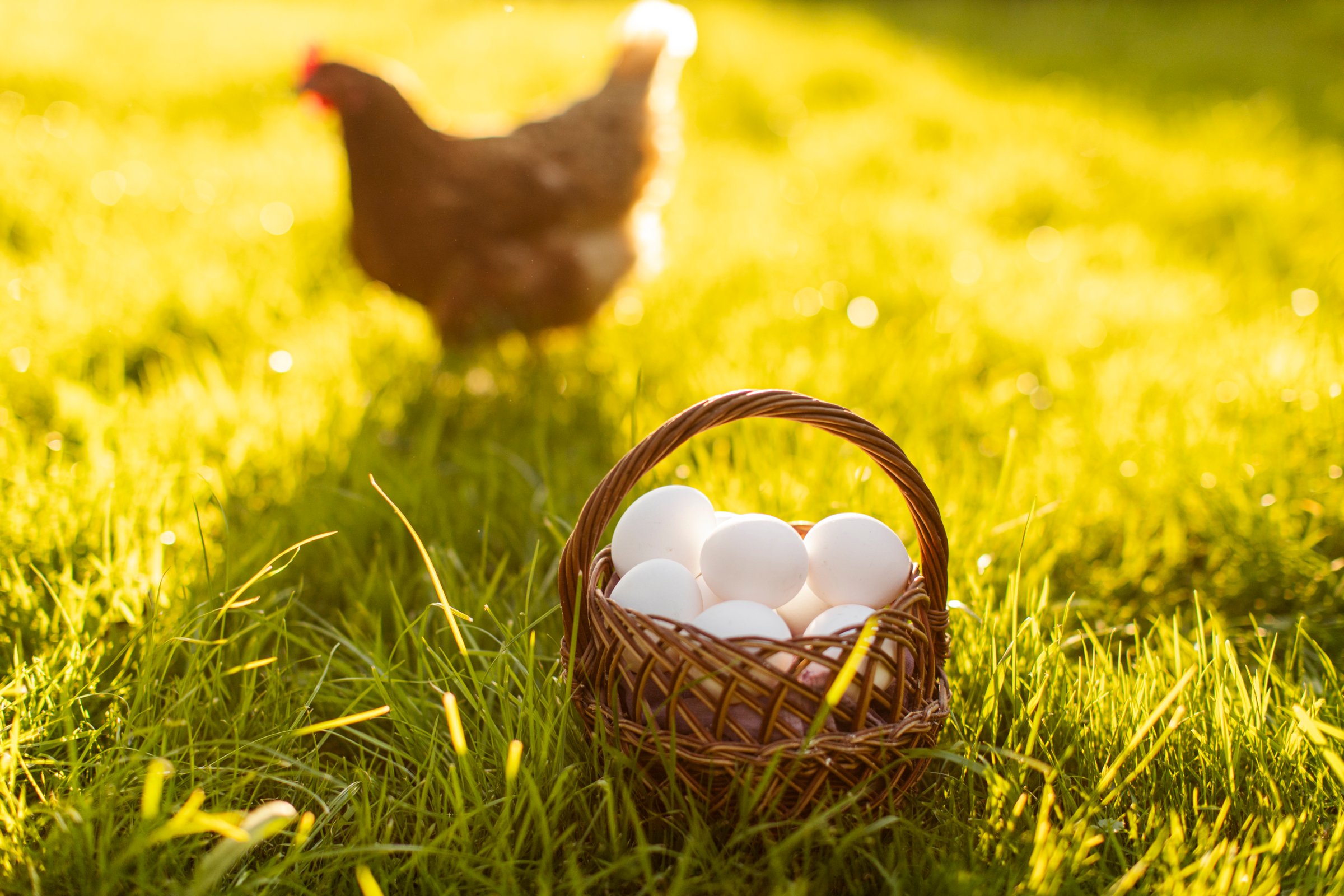 Basket full of fresh eggs and brown country chicken walking on green grass with sunlight on background