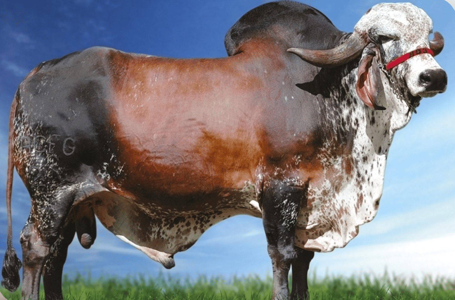 Antonione Toro Gyr Lechero - genética brasileira para producción de leche en clima tropical