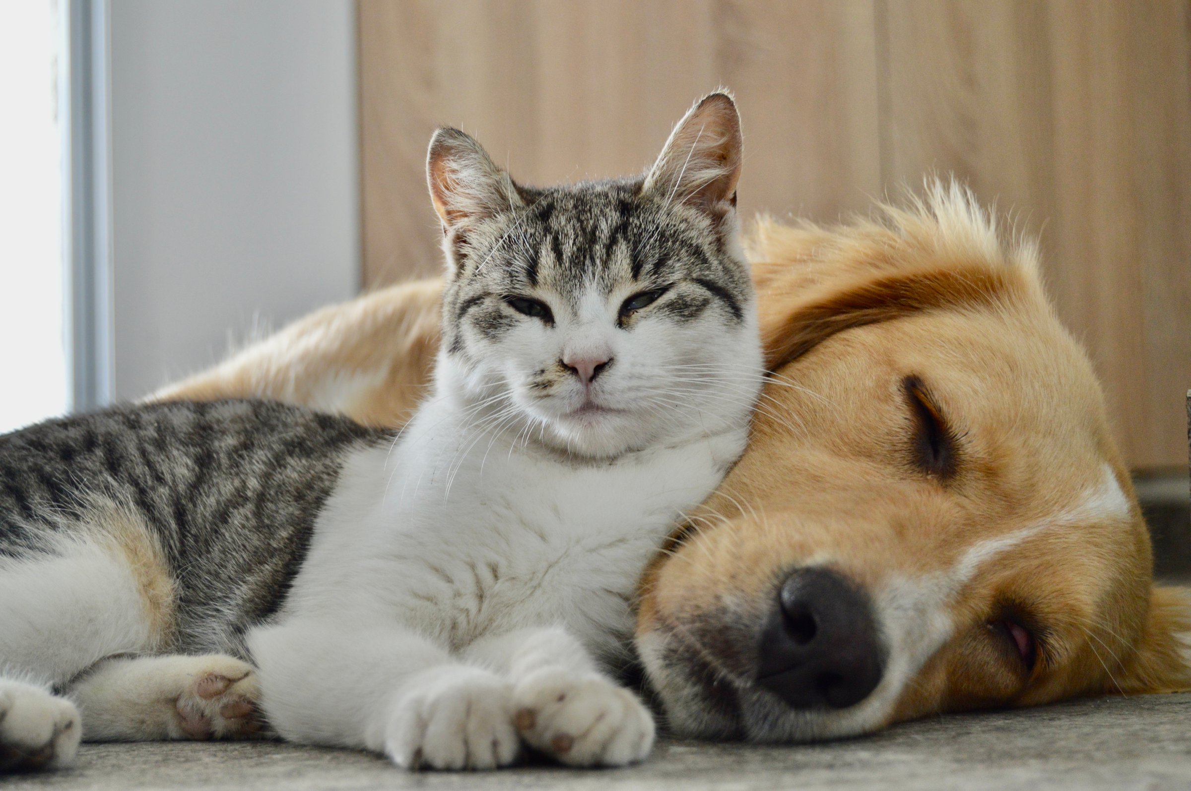 Pet Care Information Blog