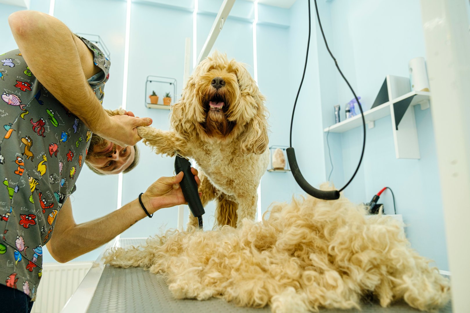 An adorable Cockapoo dog being groomed at a pet grooming salon
