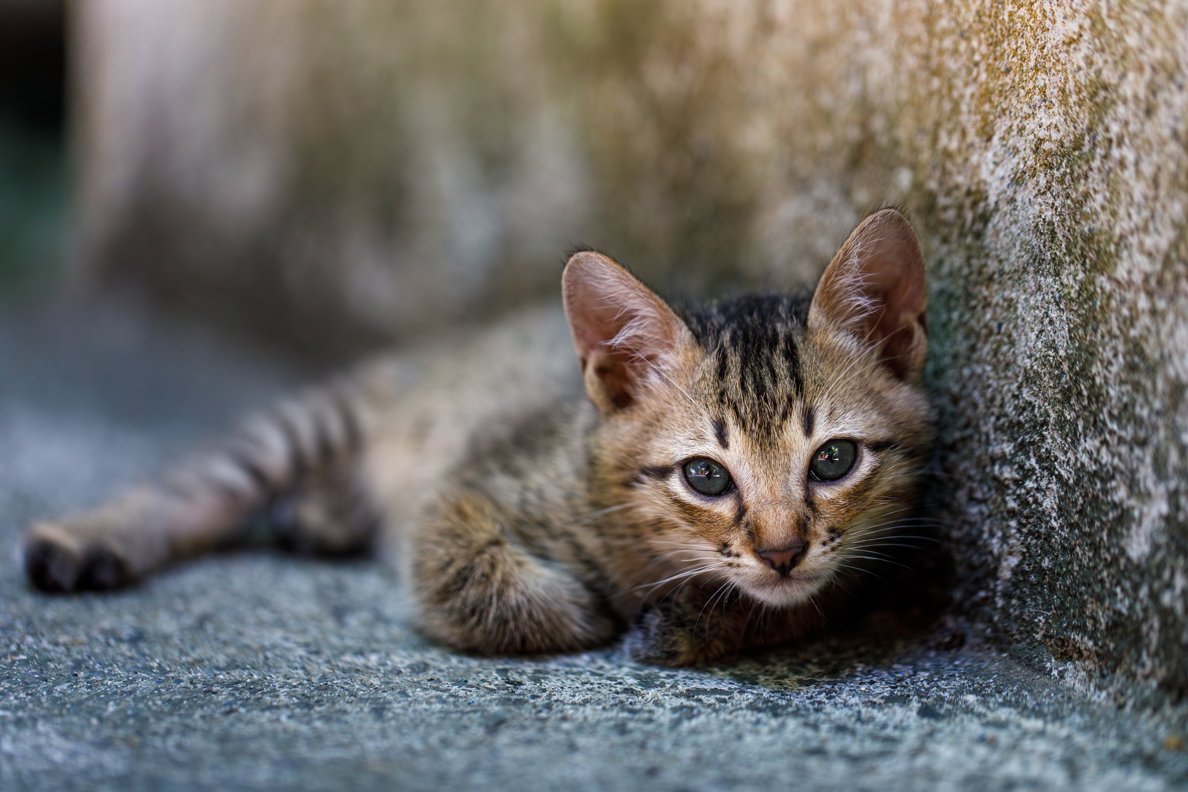 A stray kitten lying quietly beside a rough wall