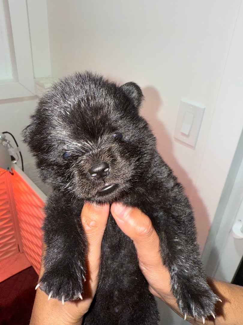 Female Chow Chow Puppy