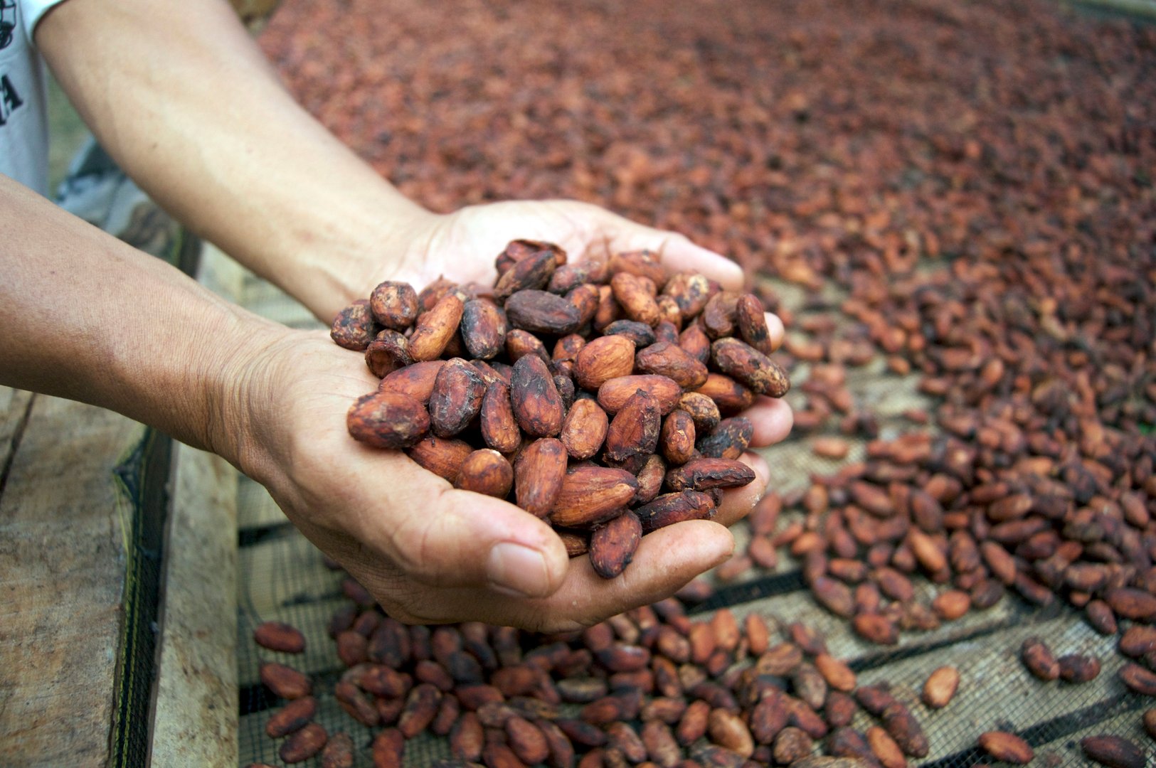 organic, premium, fine flavour cocoa ( cacao )