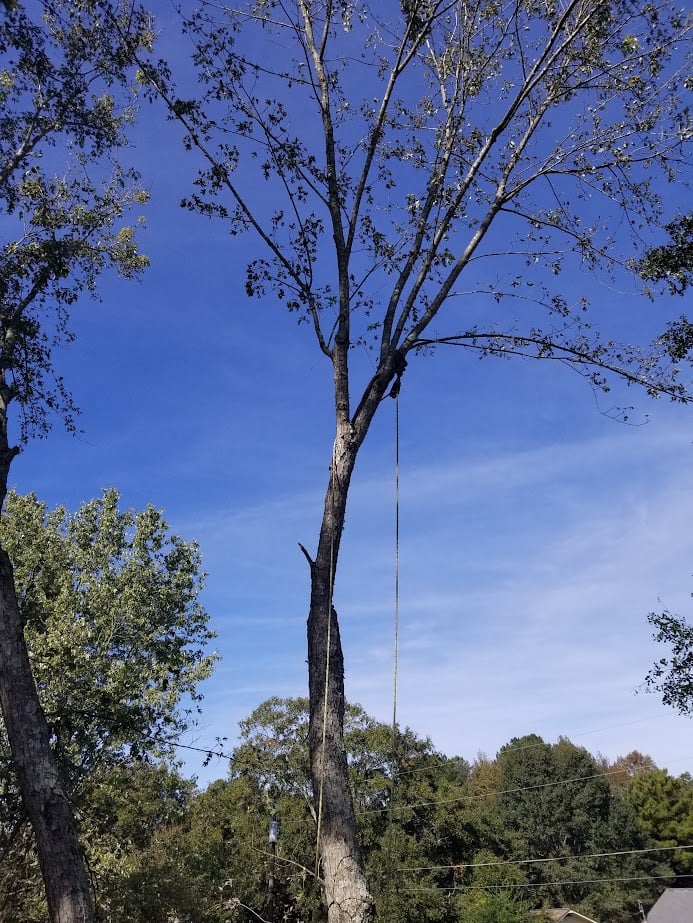 Storm damage tree removal