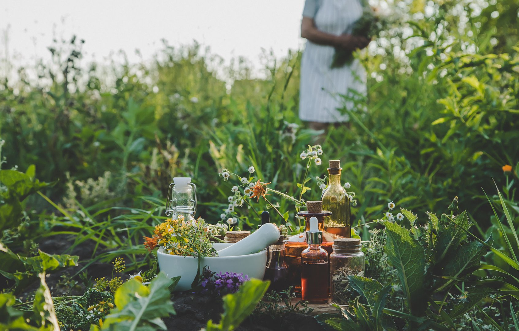An old woman collects medicinal herbs. Selective focus. Nature.