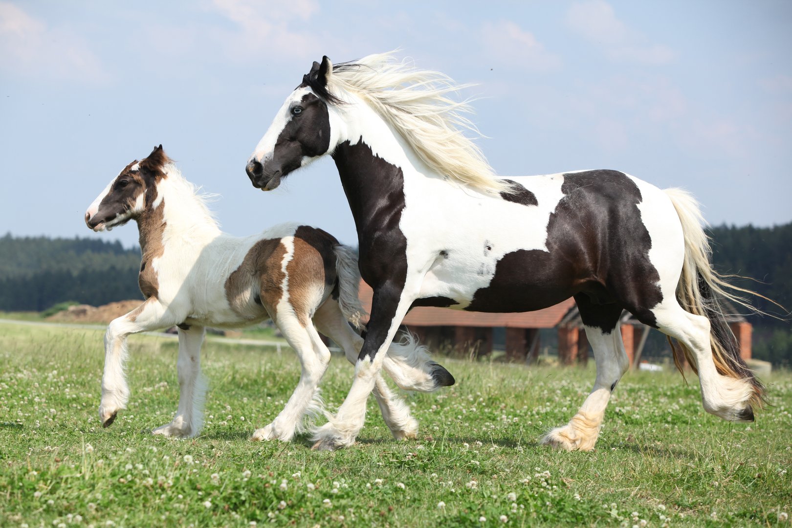 Nice skewbald irish cob mare running with foal on pasturage