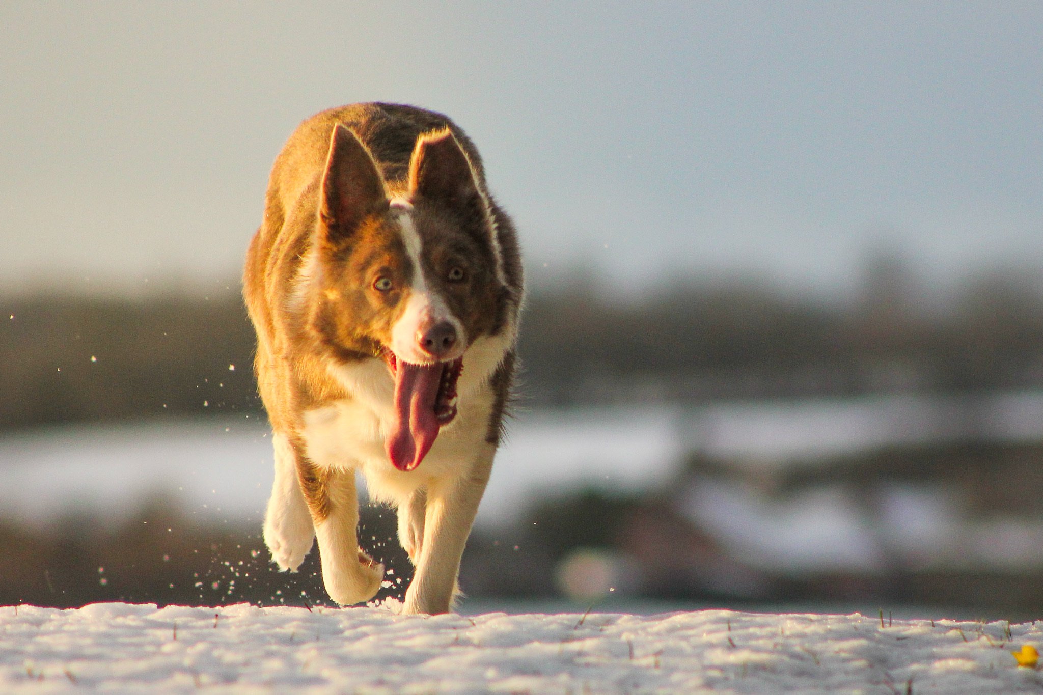 Martini Stella - Lilac Tri Border Collie