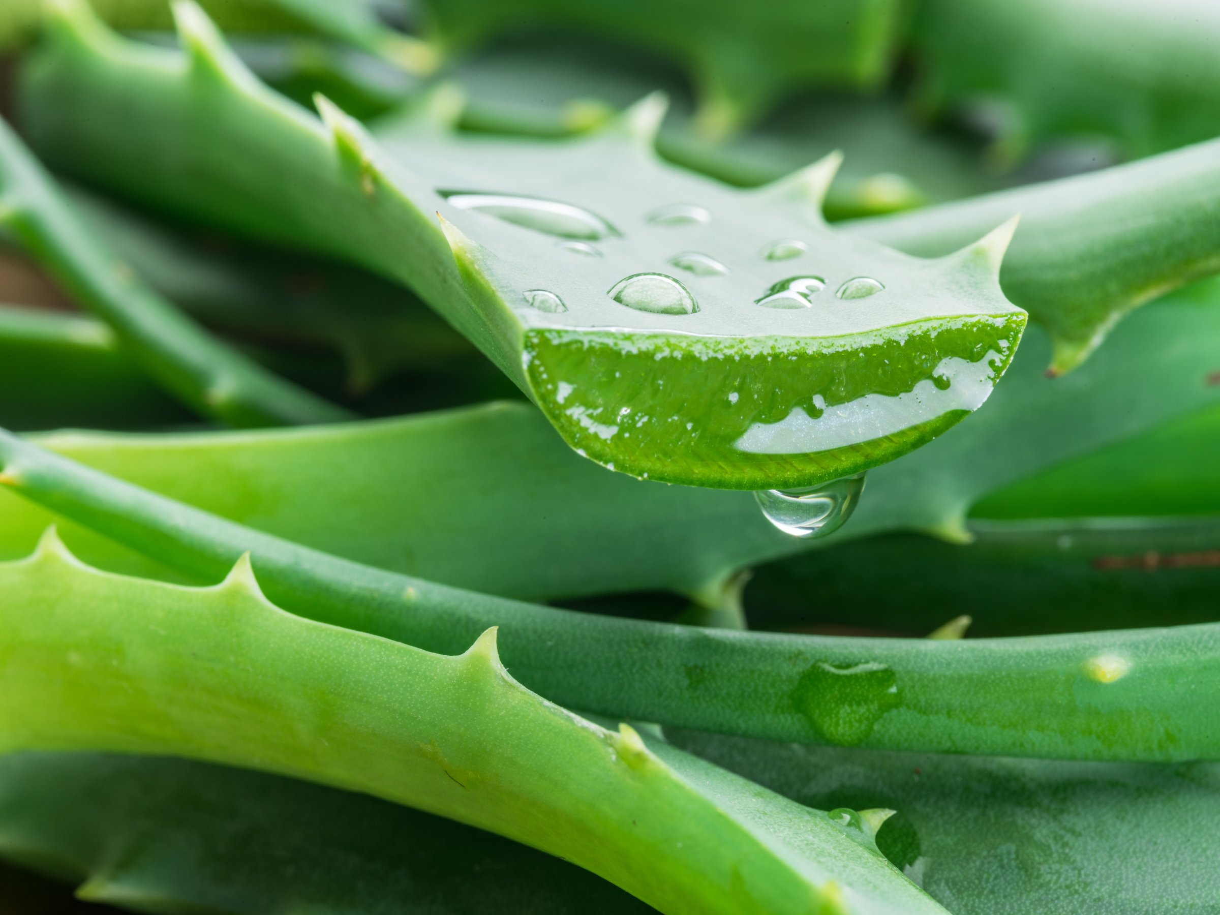 Aloe or Aloe vera fresh leaves and slices on white background.