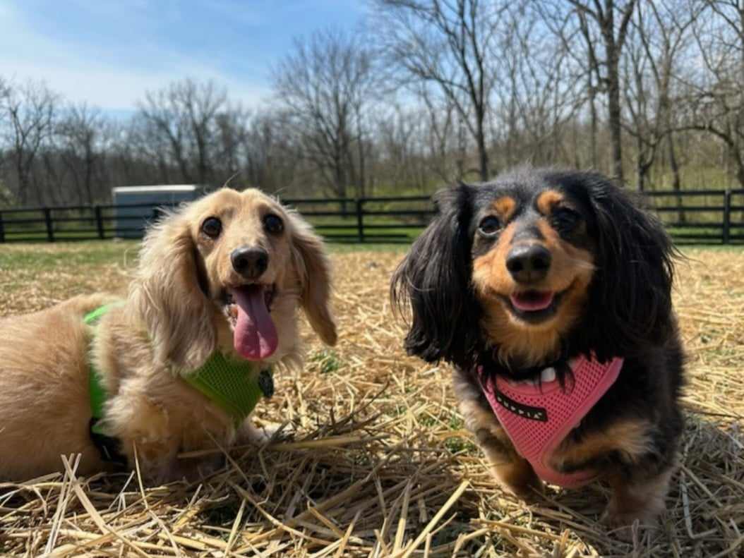 Happy dog in our care