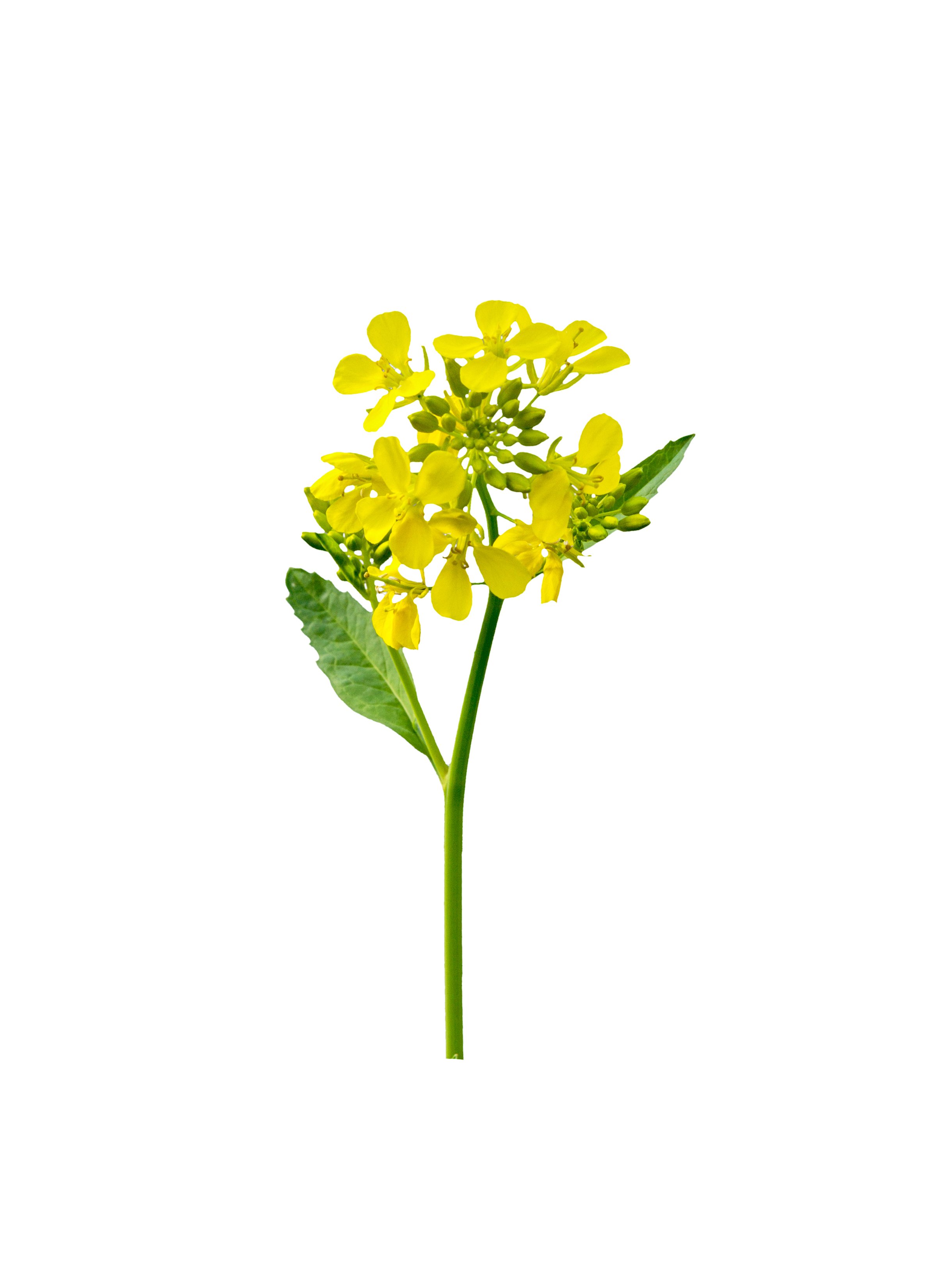 Mustard plant. Canola flower isolated. Yellow rape flowers. Rapeseed plant.