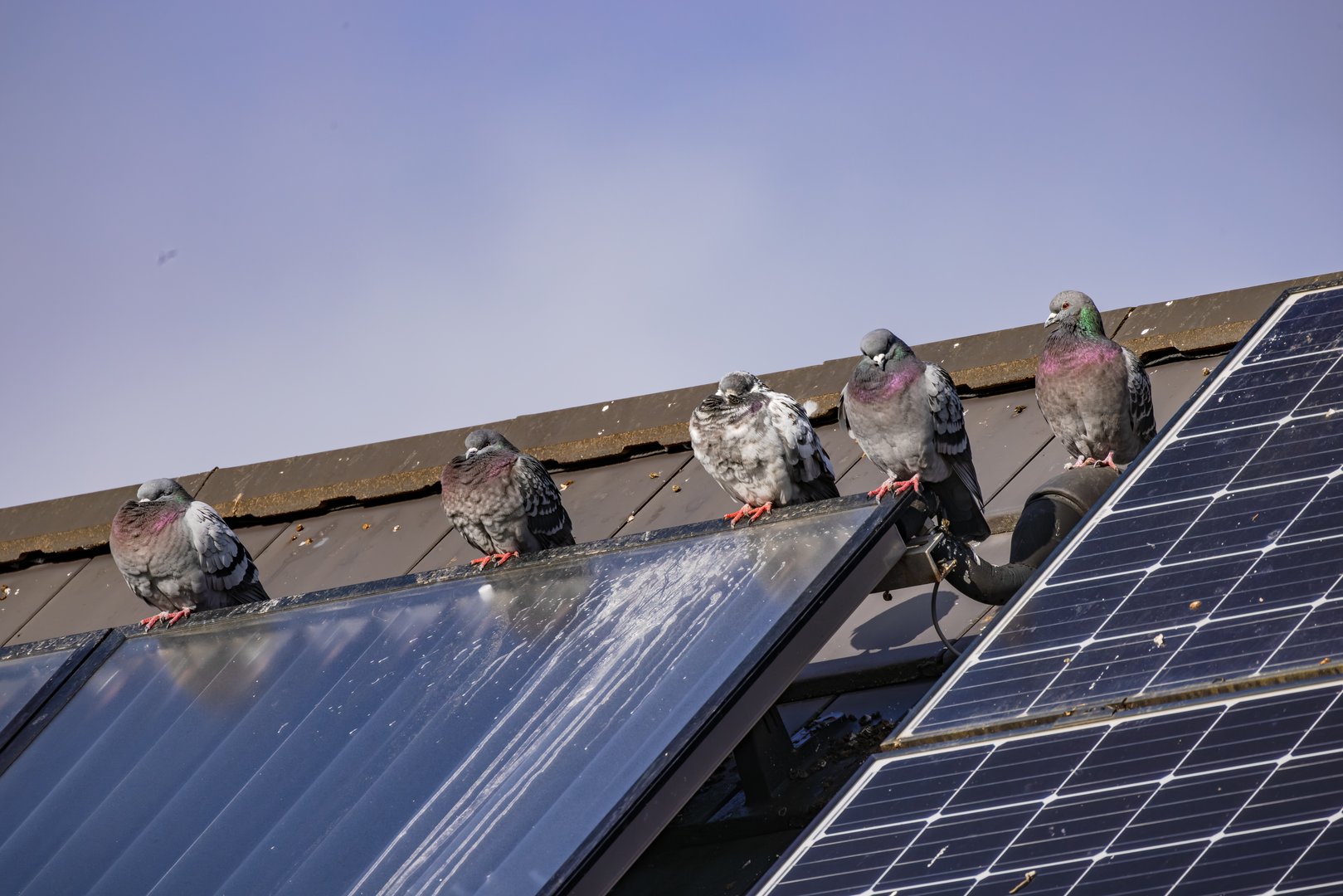On the roof soiled solar system with pigeons, the feces deposits of the pigeons have impaired the efficiency of the photovoltaic system