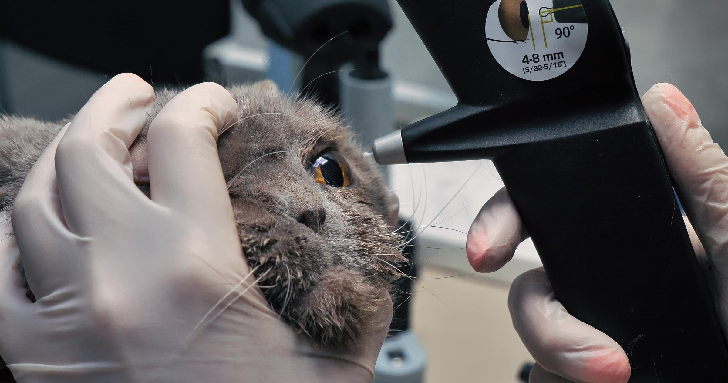 A veterinary ophthalmologist checks a cat's eye pressure with a machine. At the veterinary clinic, the cat is given an ophthalmological examination and eye pressure is measured.
