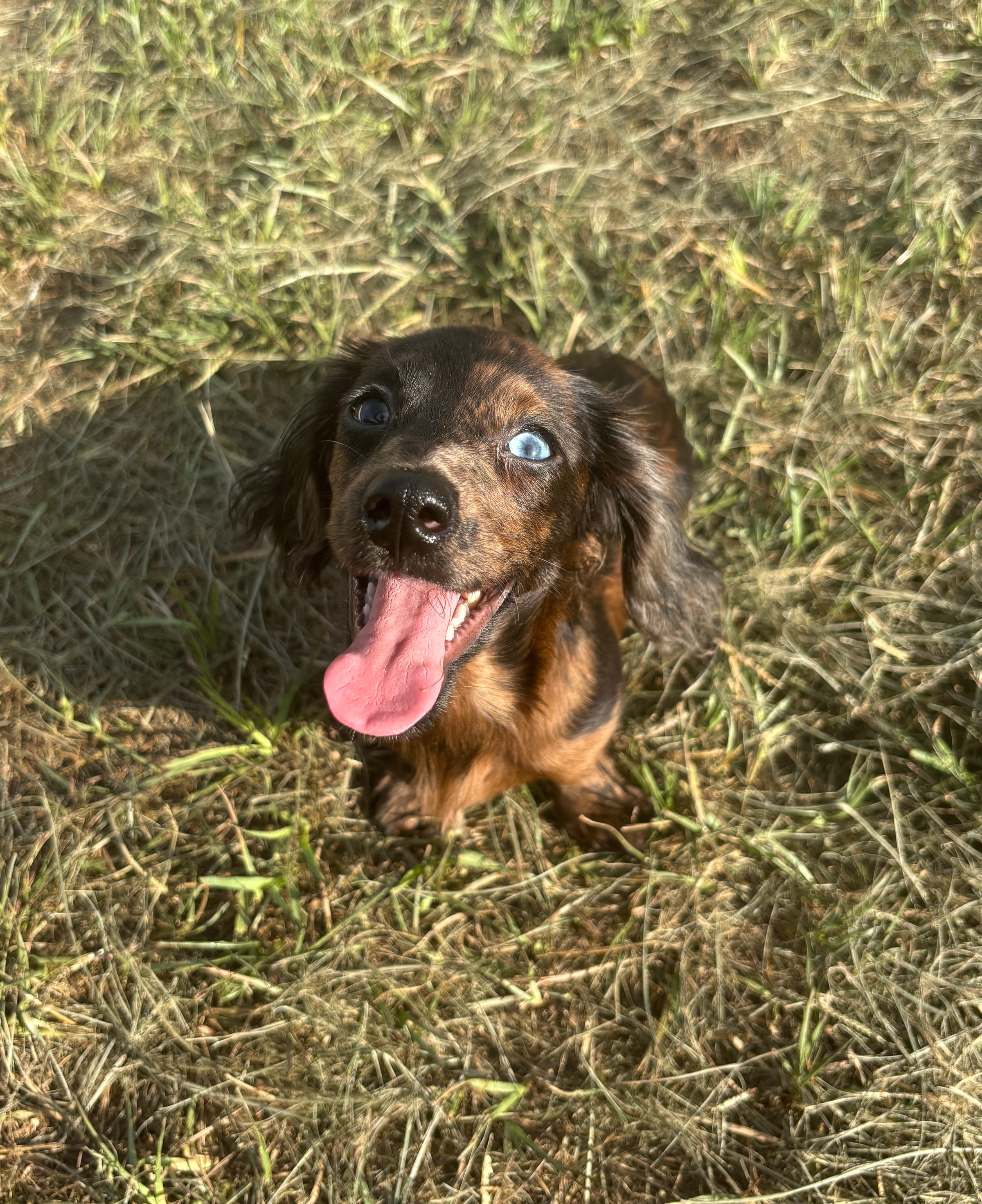 Elise the dachshund