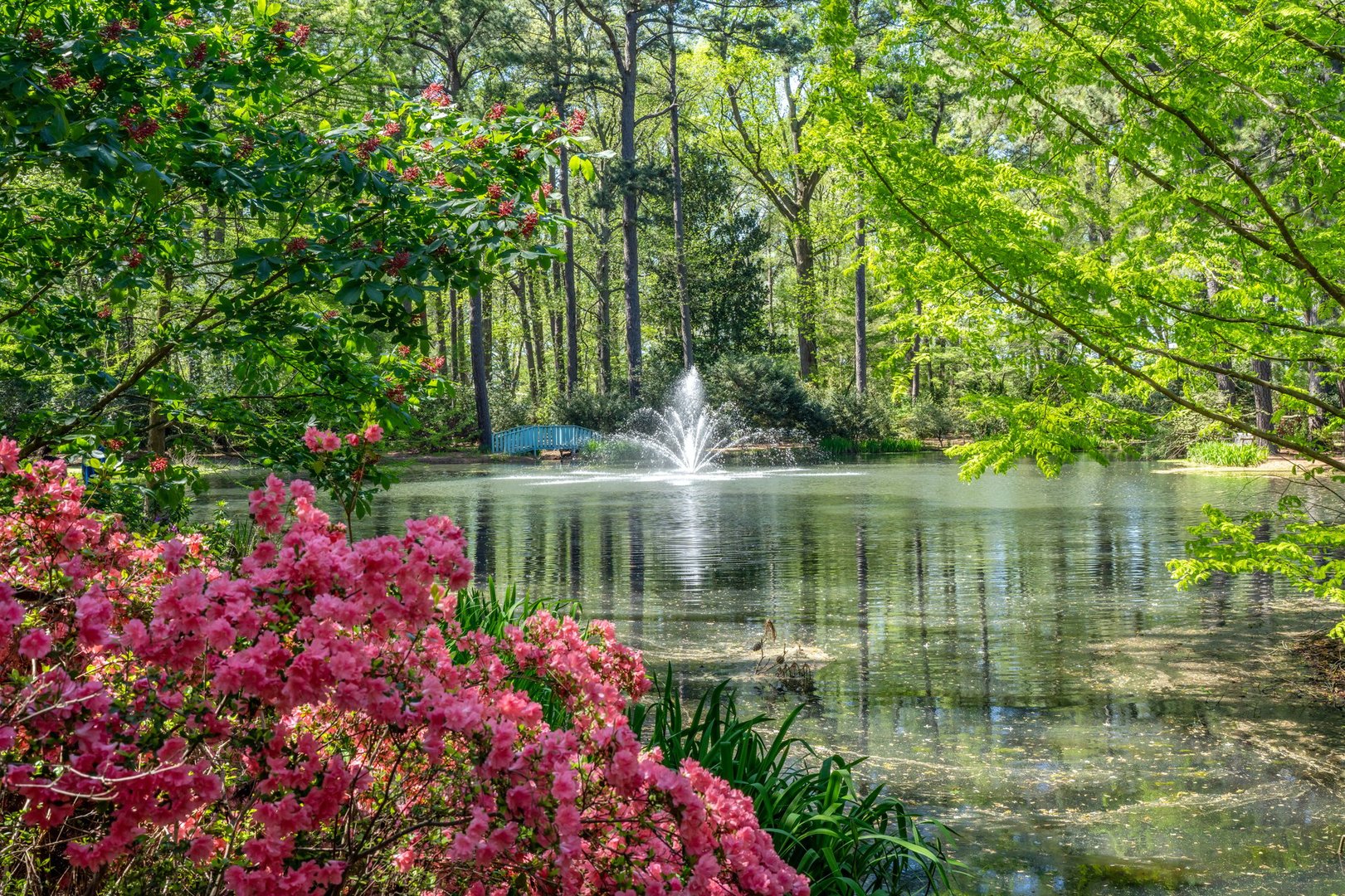 A Fountain in a Pond in the Norfolk Botanical Garden Surrounded by Trees and Flowers