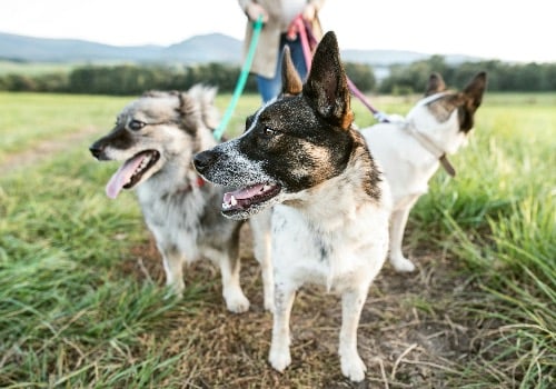 Dog Walking