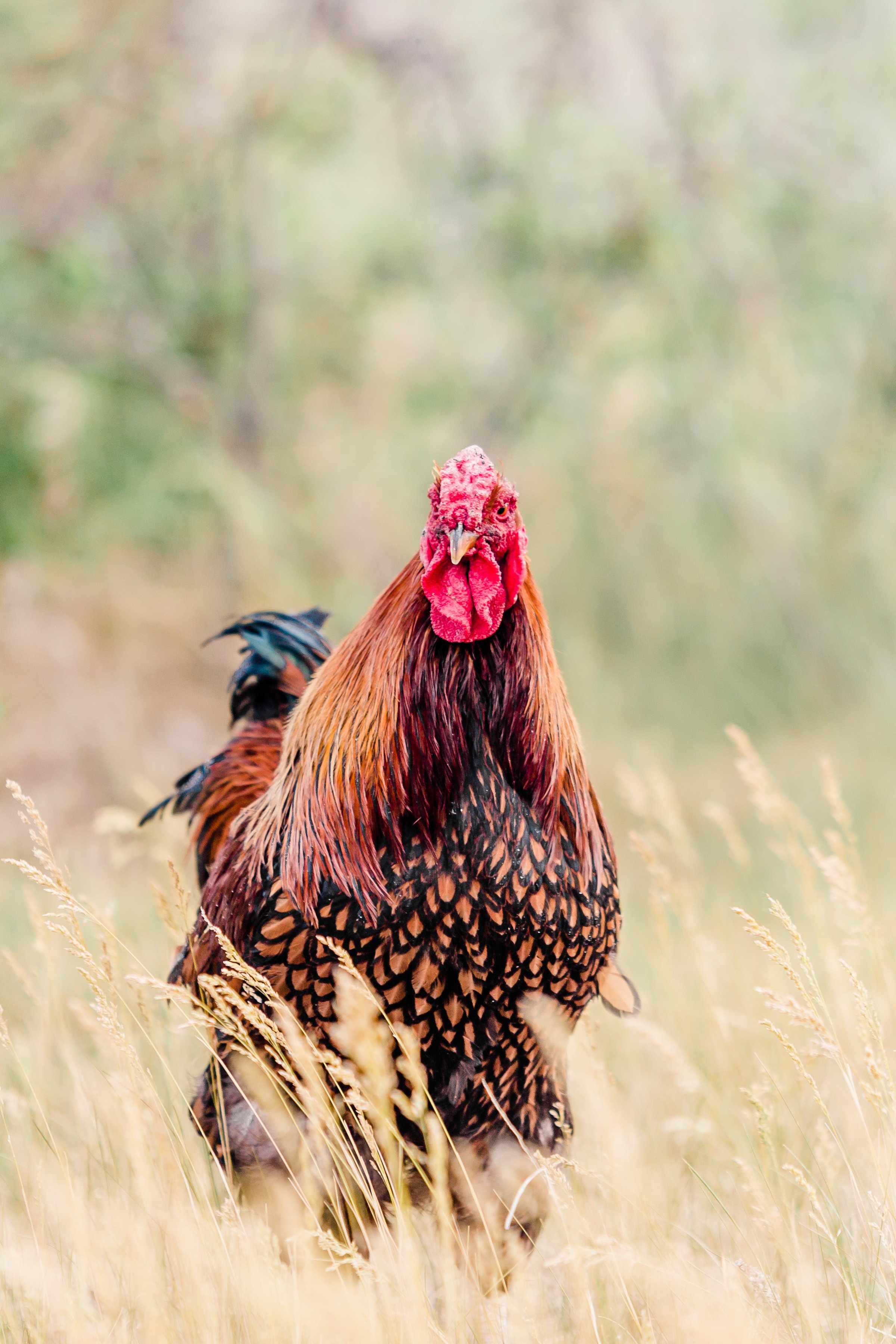 Portrait of a Wyandotte Rooster in Kiowa, Colorado, United States