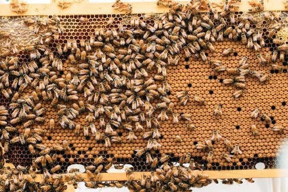 capped brood pattern