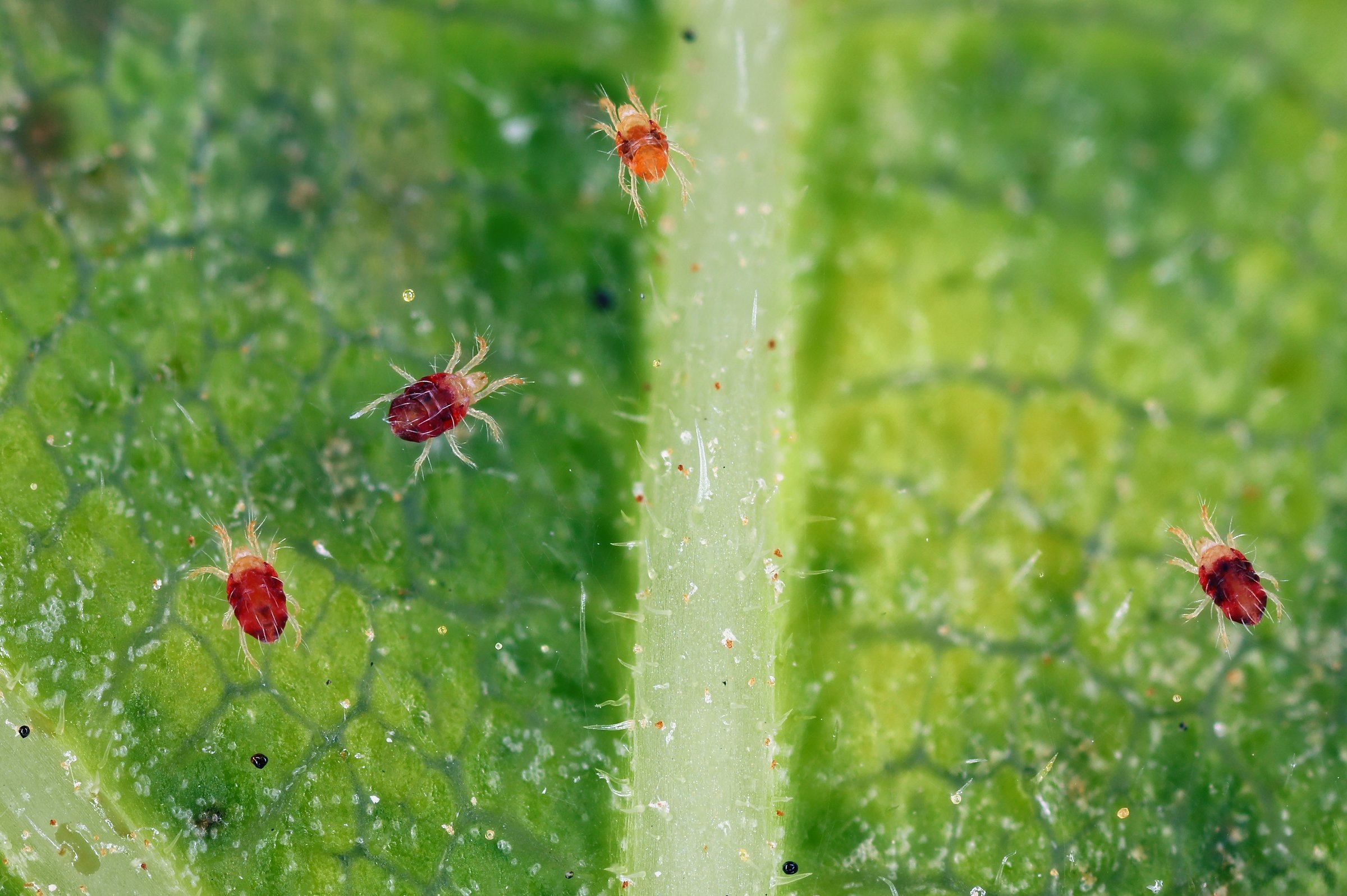 Red spider mite, Tetranychus urticae, pest infestation on leaves. Highly detailed macro photography.