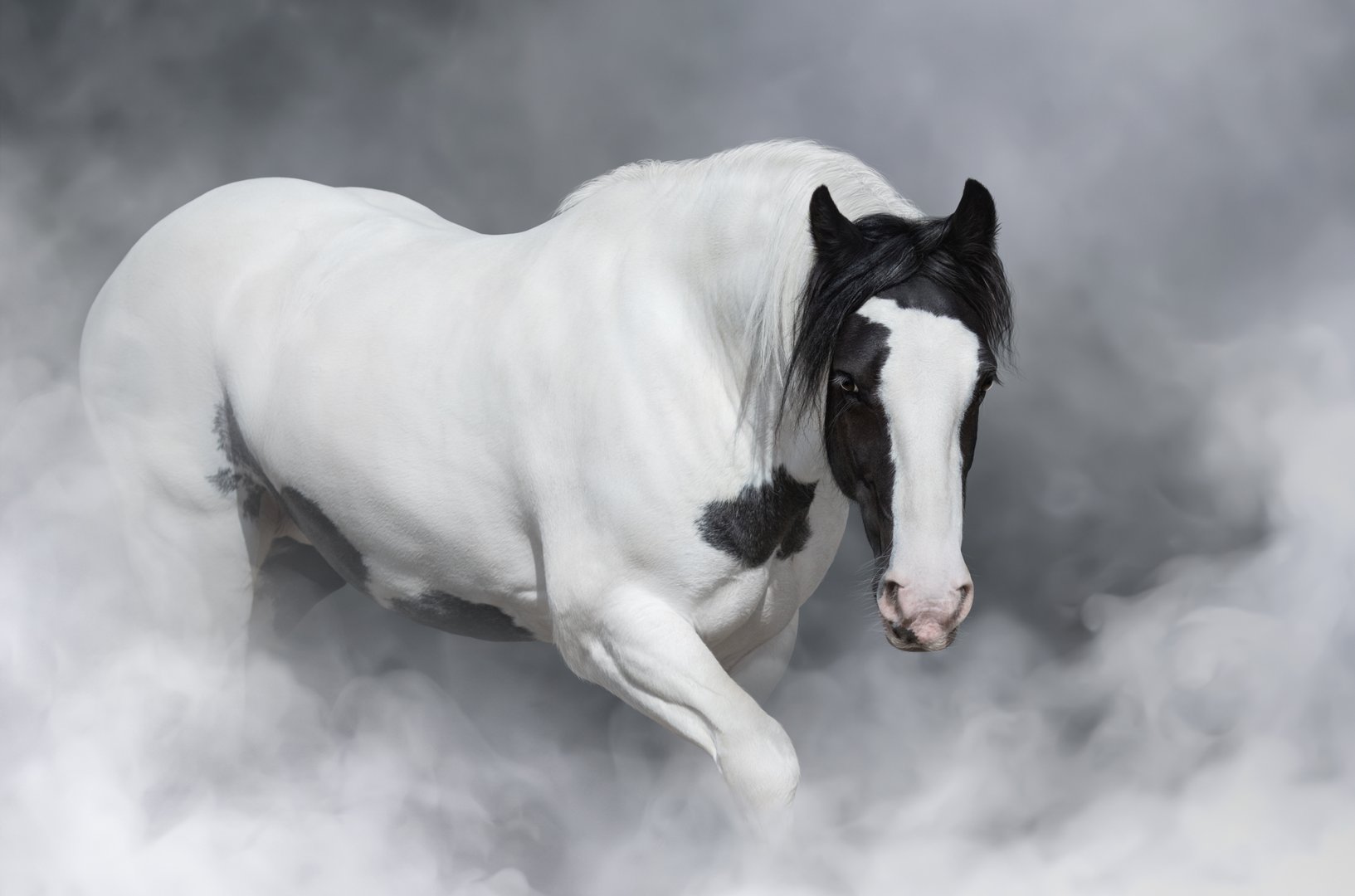 Portrait of Irish tinker horse in light smoke.