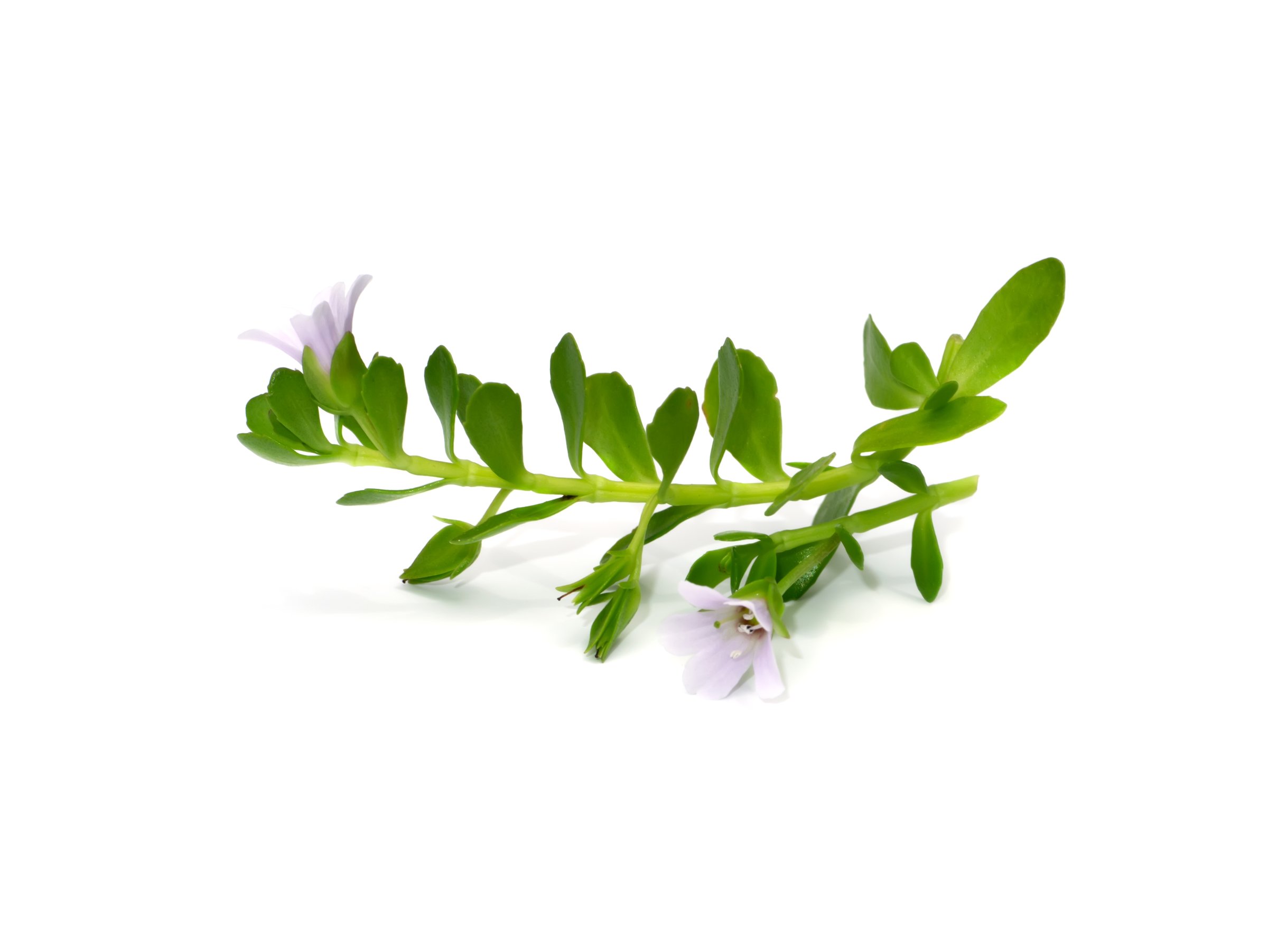 Bacopa leaf
