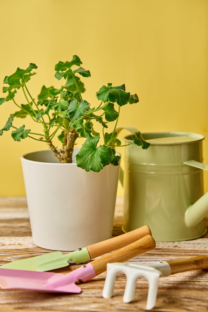 Close-up of gardening tools, watering can and potted plant on wooden table. Concept of gardening and plant care