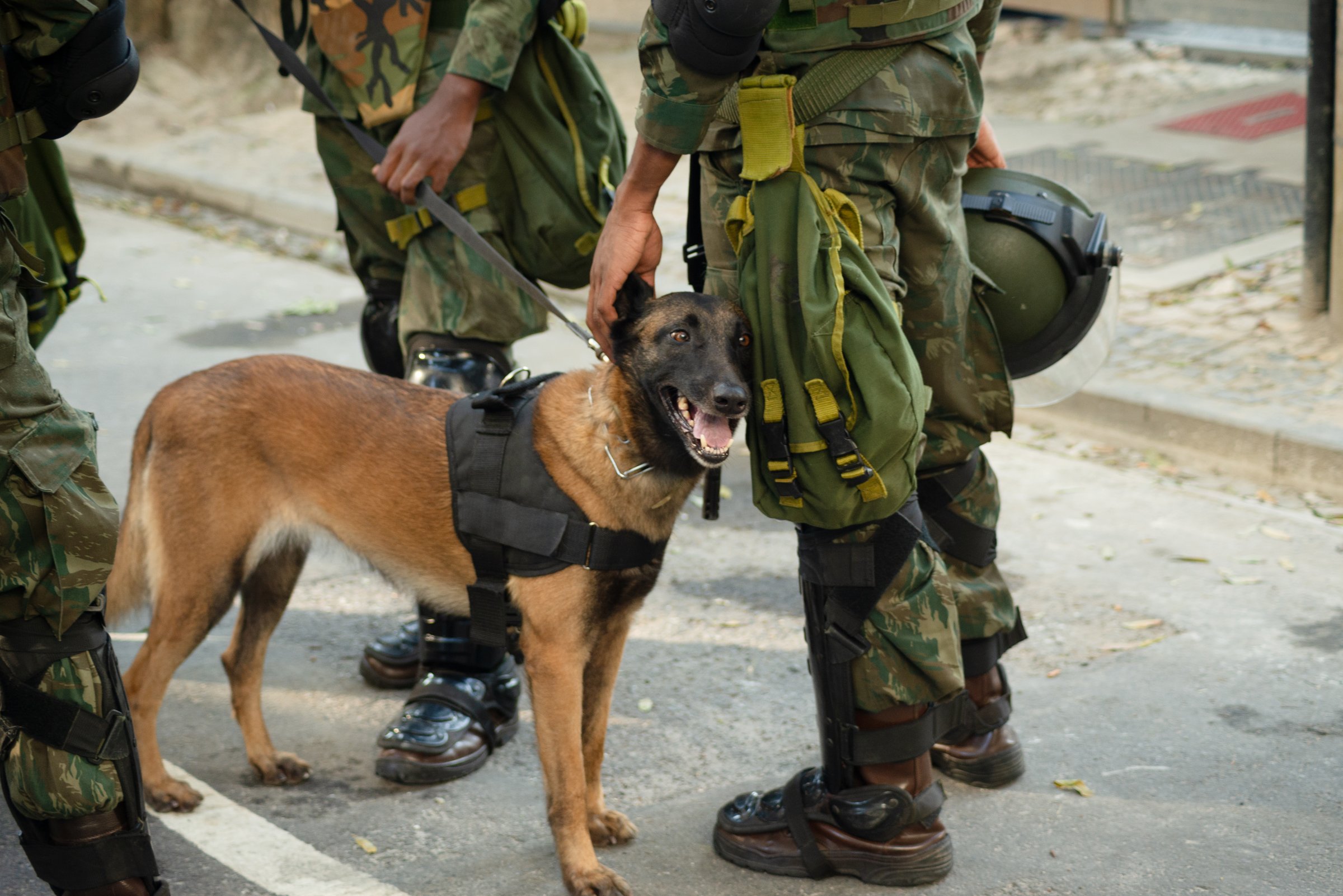 Army soldier dogs are seen during the celebration of Brazilian Independence Day. City of Salvador, Bahia.