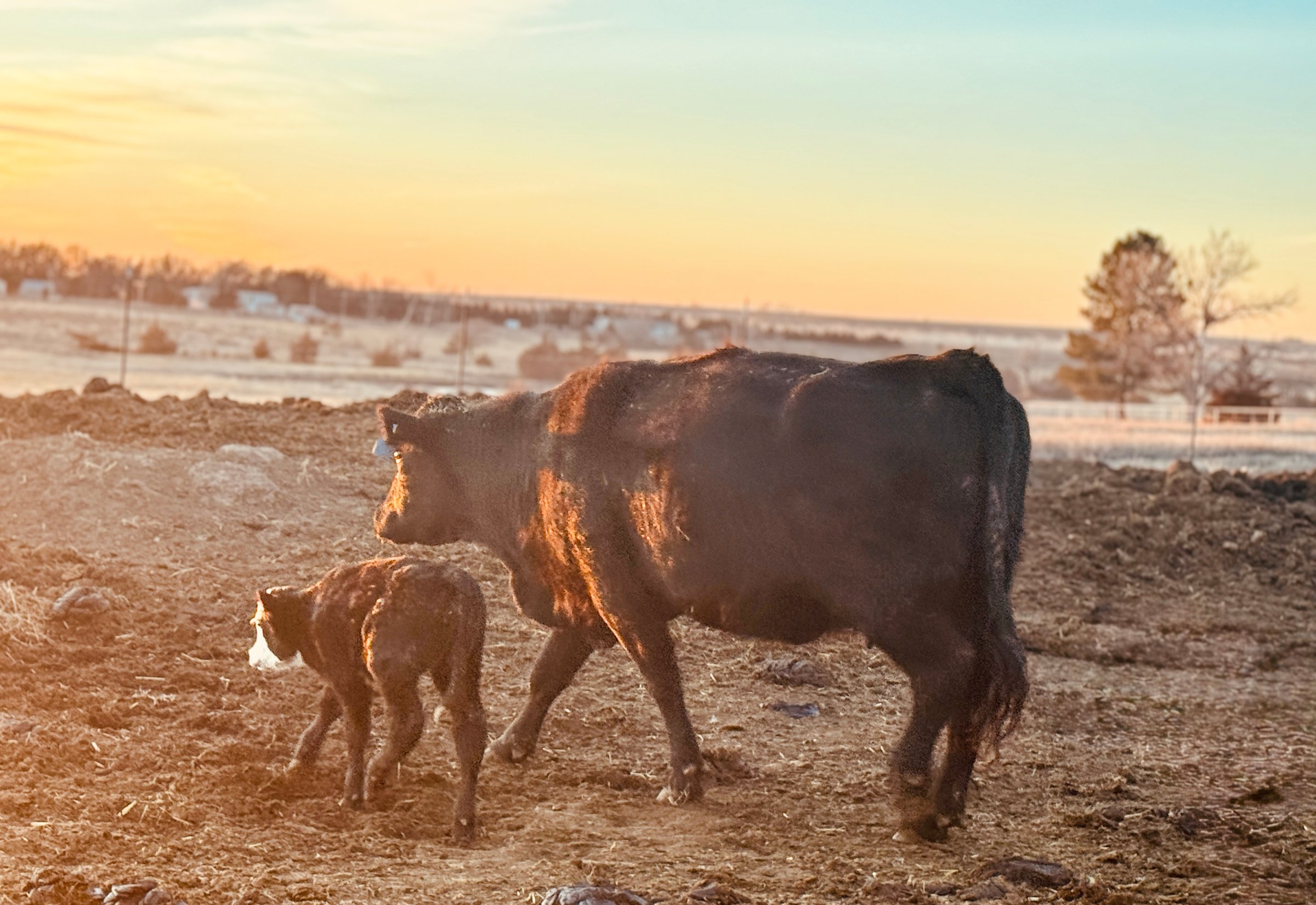 New calf walking with momma