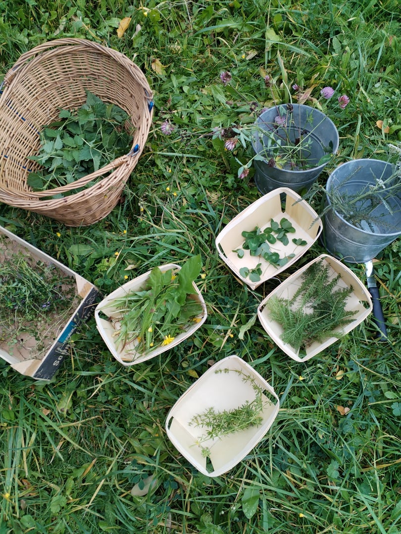 Various herbs in containers and a basket on grass, including clover, dandelions, and rosemary, with garden tools nearby.