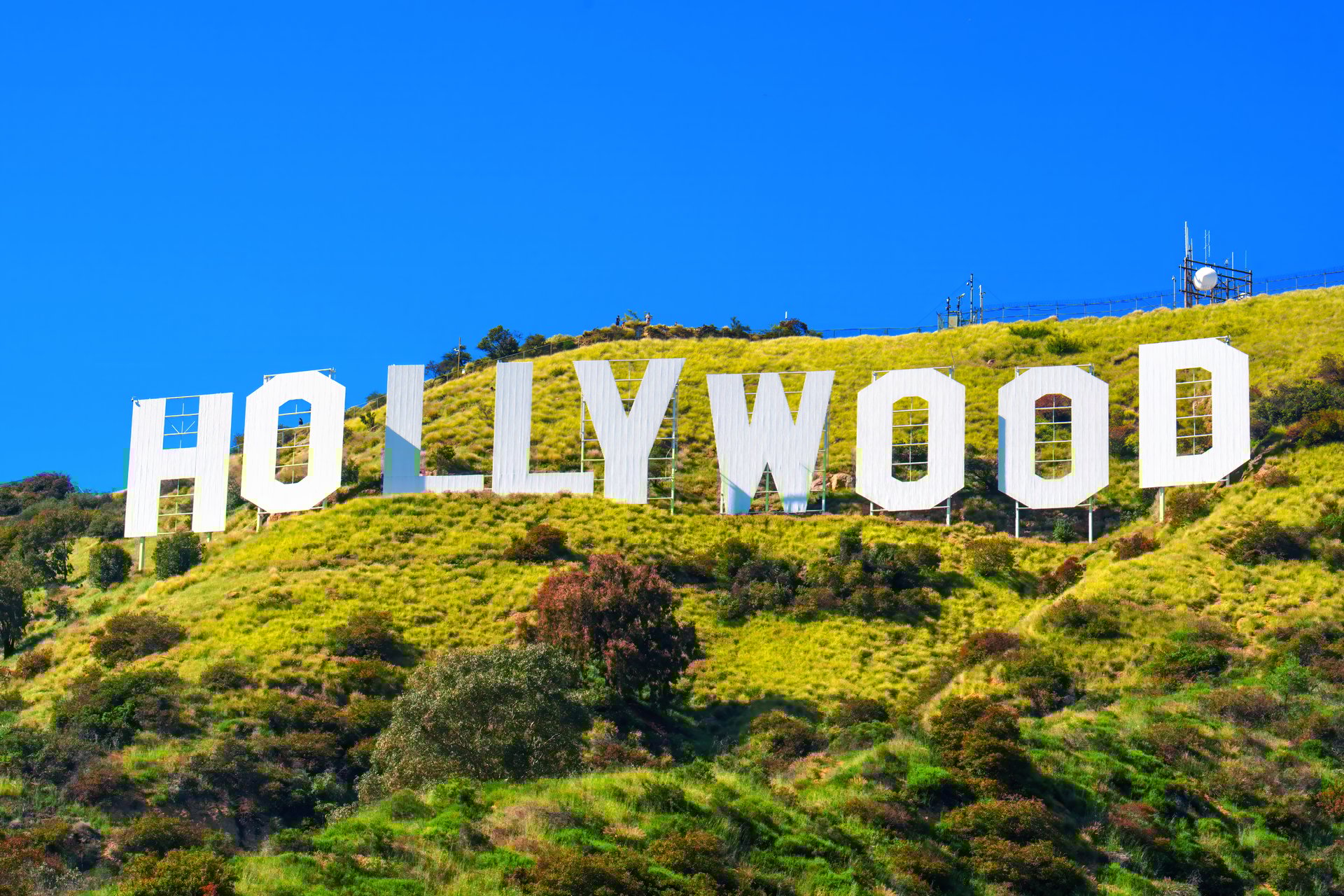 Los Angeles, California - April 11, 2024: Hollywood Sign Framed with Lush Spring Greenery and Clear Blue Sky