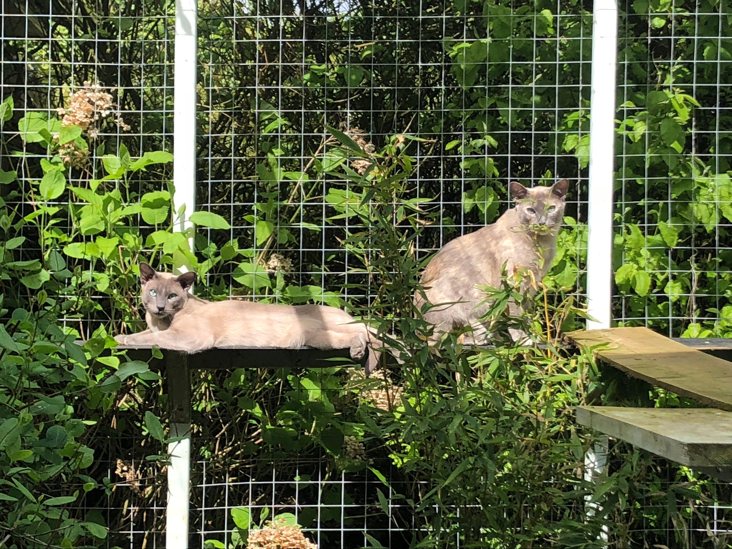 Two cats in catio