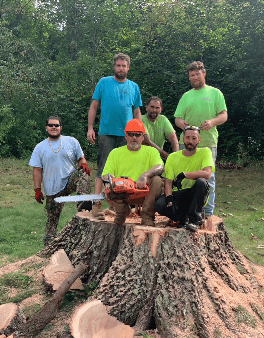 Tree service crew in action