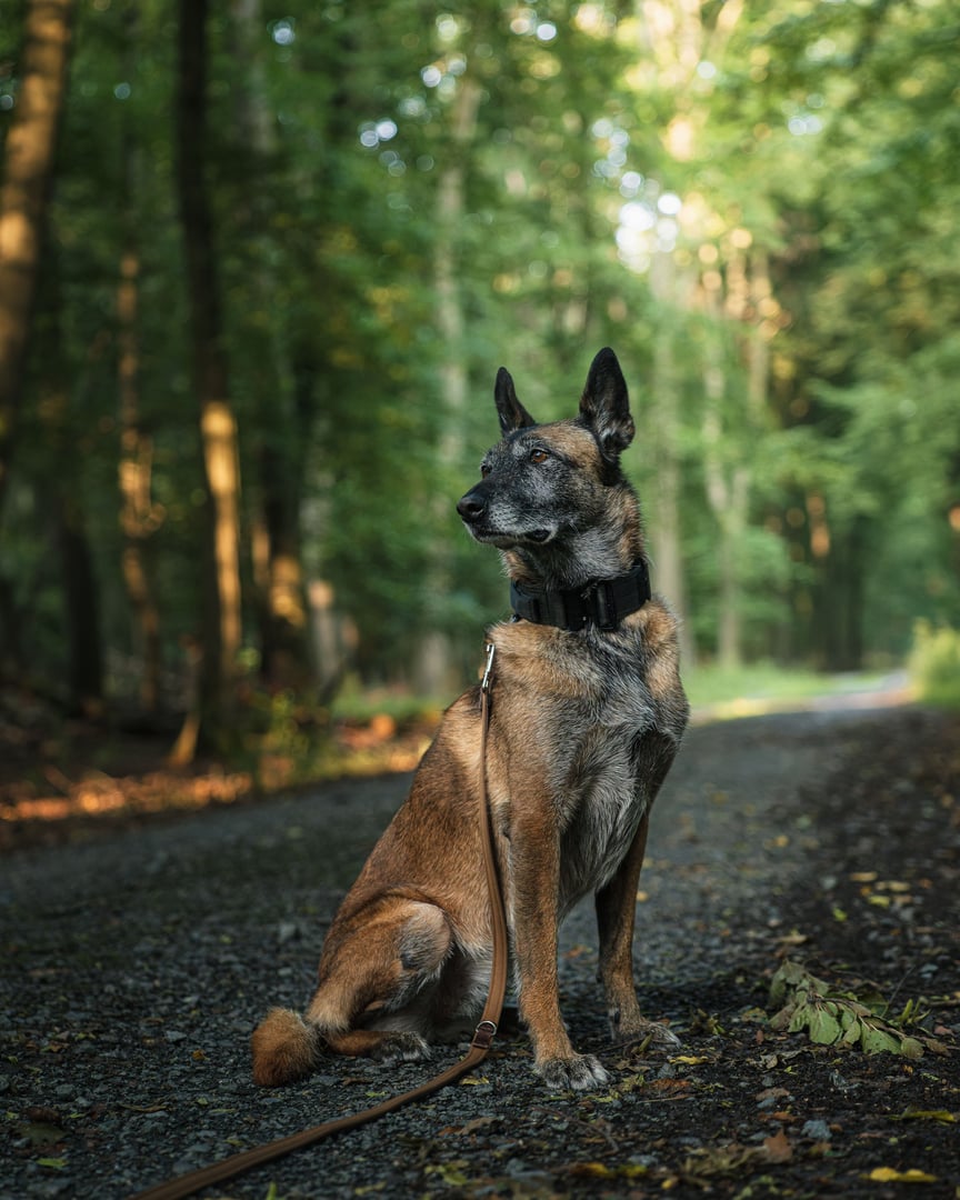 A Belgian Malinois dog sitting on a forest trail with lush green trees in the background