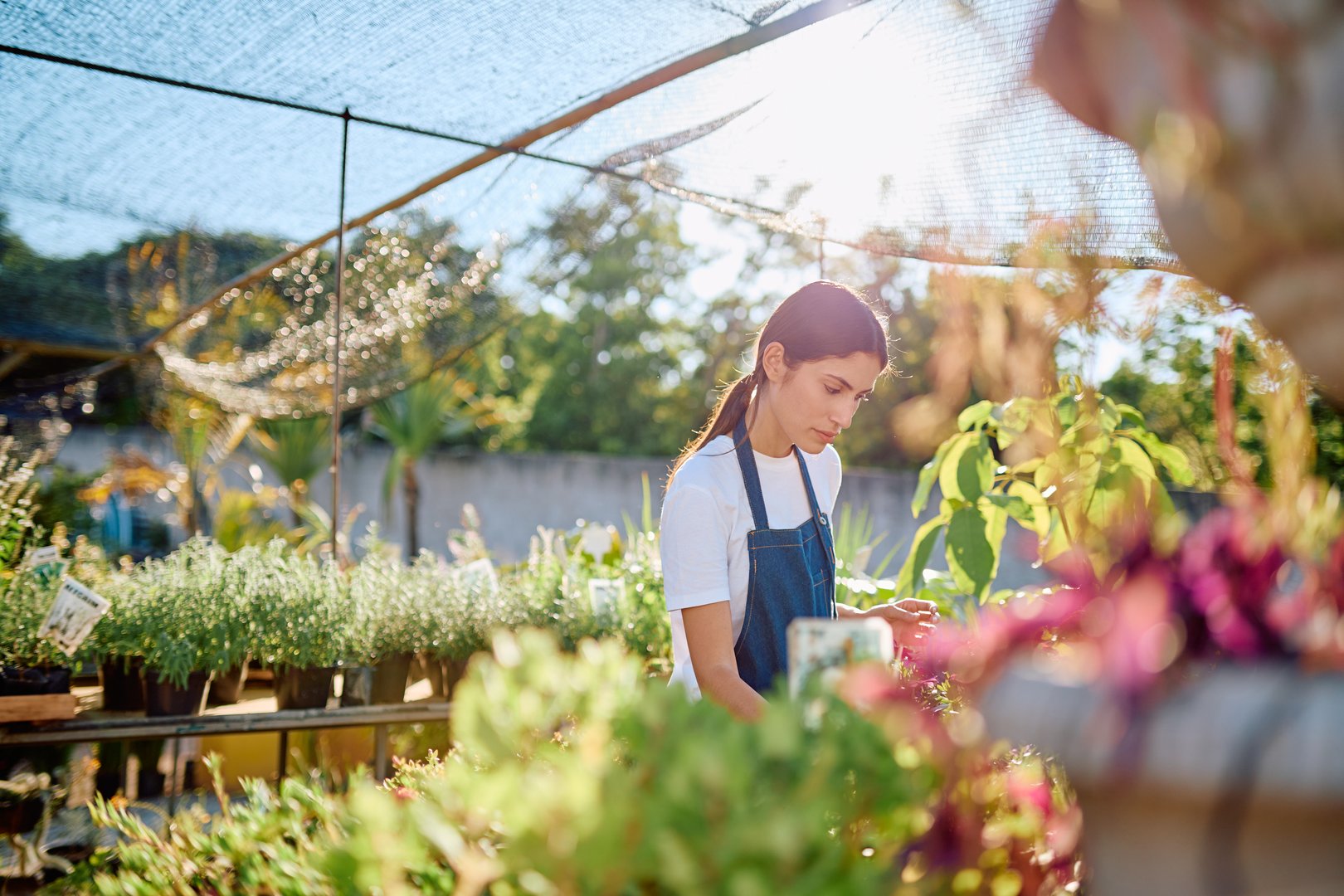 Young woman working in a plant nursery, tending to and arranging various potted plants under a shade screen